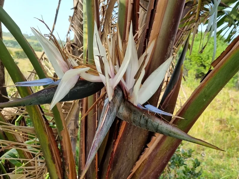 Cultivo y cuidados botánicos de Ave del paraíso gigante