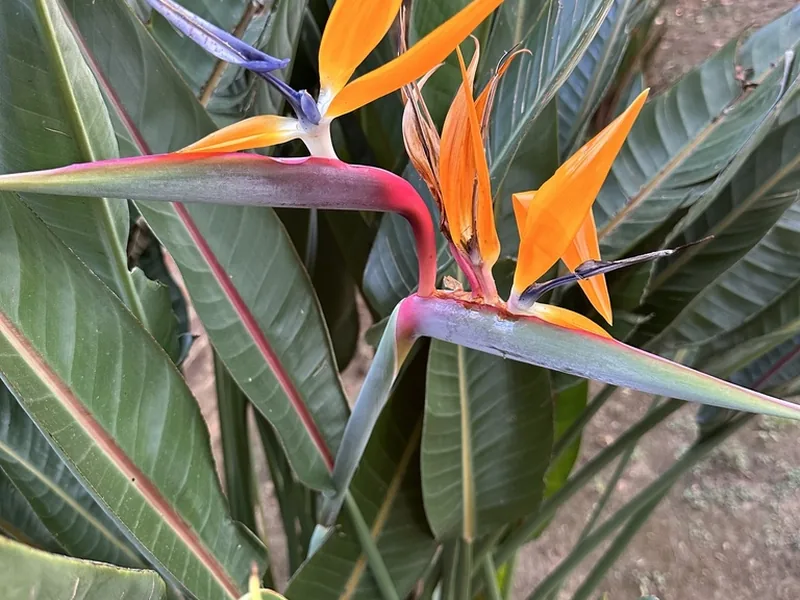 Cultivo y cuidados botánicos de Ave del paraíso