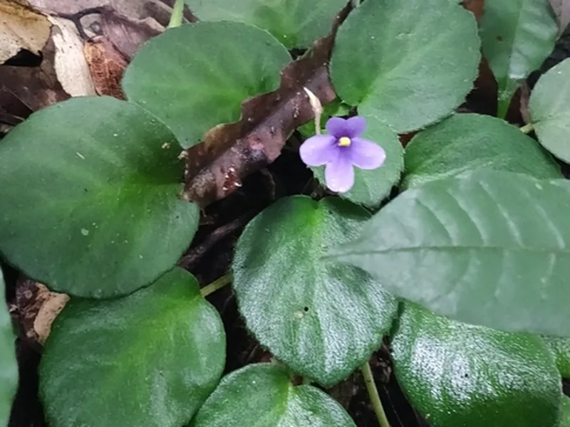 Ficha botánica de Estreptocarpo (Streptocarpus)