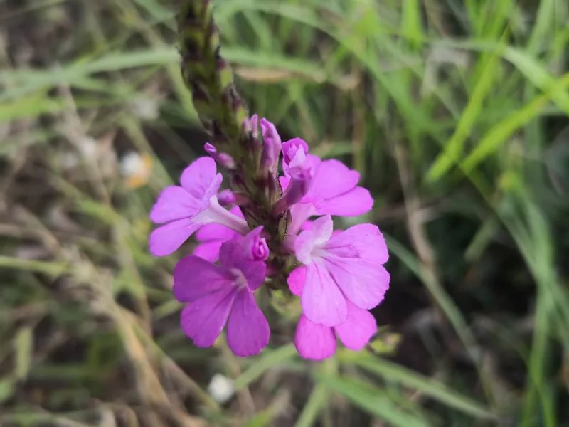 Ficha botánica de Hierba de la bruja (Striga hermonthica)