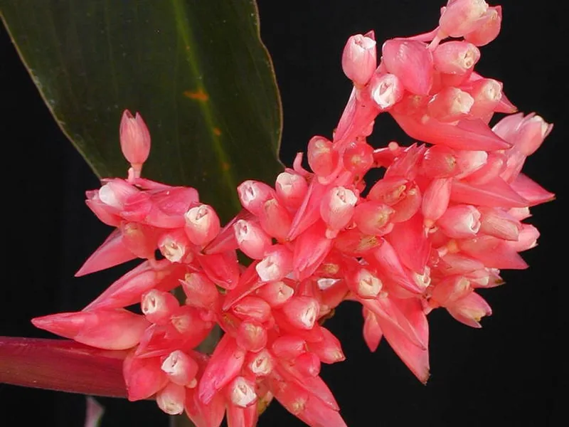 Cultivo y cuidados botánicos de Stromanthe Triostar