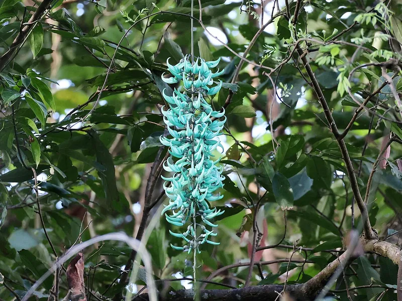 Cultivo y cuidados botánicos de Enredadera de Jade