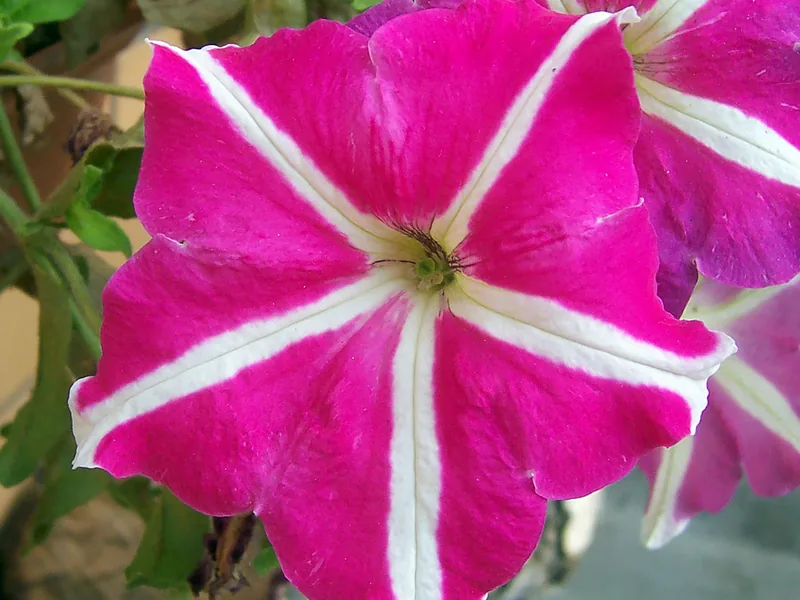 Ficha botánica de Surfinia (Petunia colgante) (Petunia x hybrida 'Surfinia')