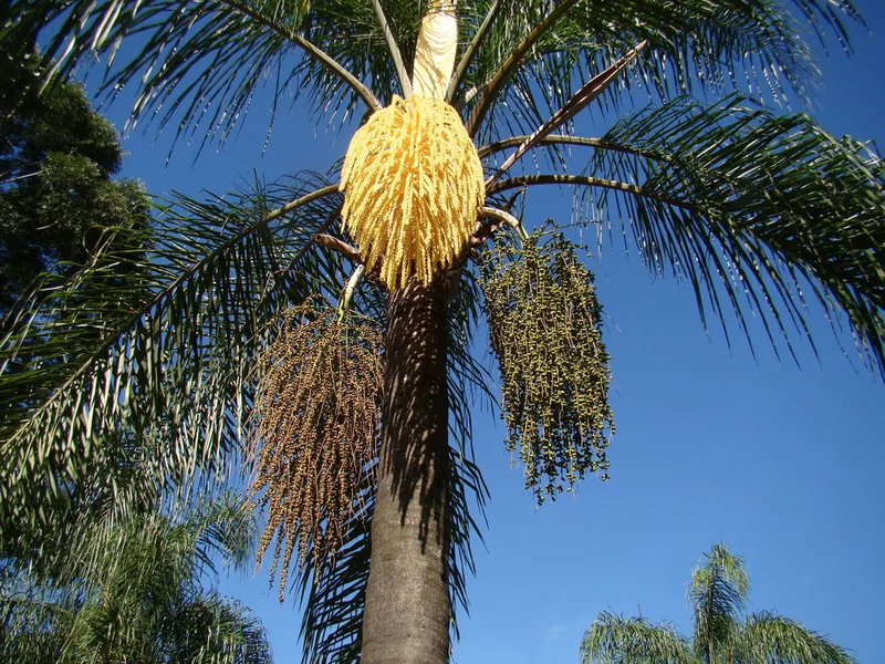 Ficha botánica de Palmera pindó (Syagrus romanzoffiana)