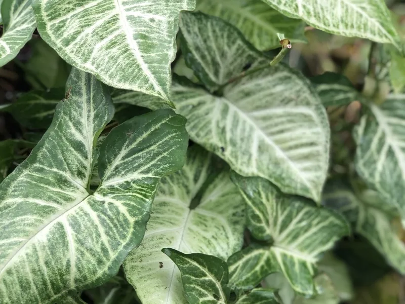 Cultivo y cuidados botánicos de Singonio
