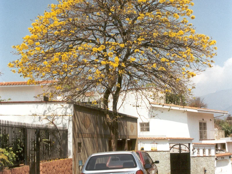 Cultivo y cuidados botánicos de Araguaney