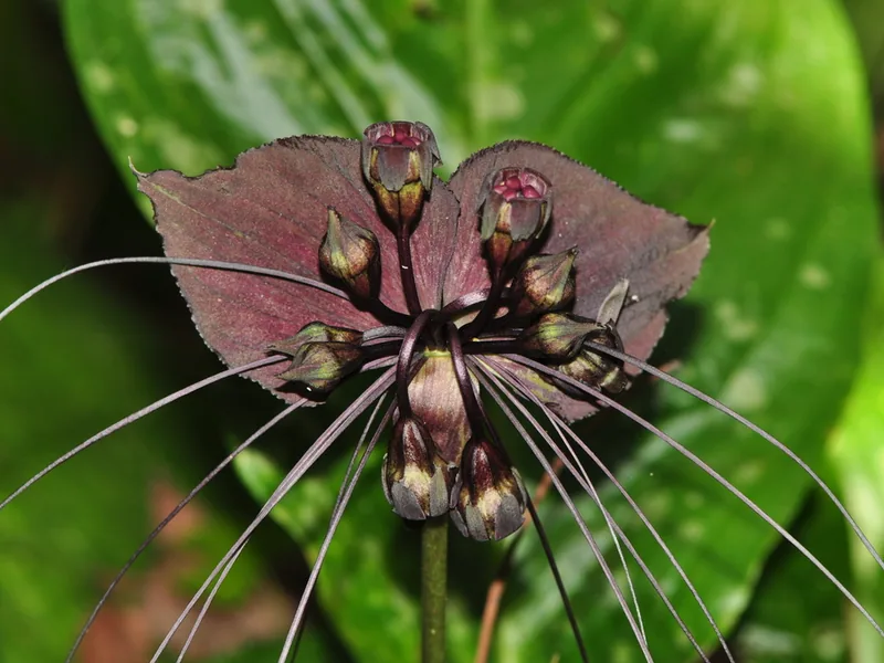 Ficha botánica de Flor murciélago (Tacca chantrieri)