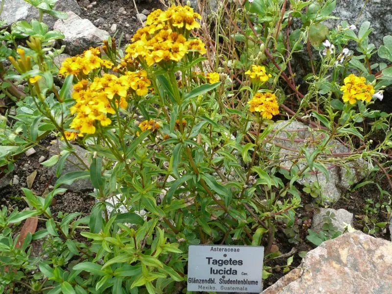 Cultivo y cuidados botánicos de Pericón