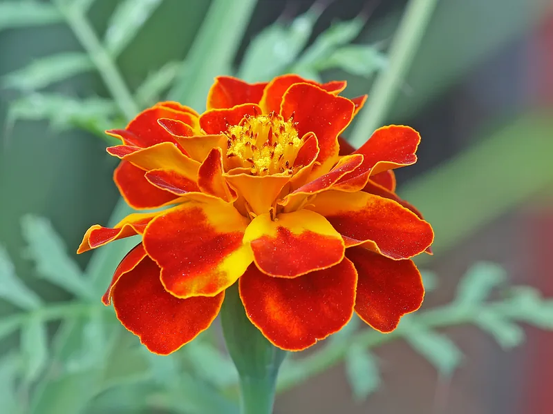 Ficha botánica de Tagete (Tagetes patula)