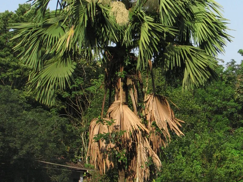 Cultivo y cuidados botánicos de Palma Talipot