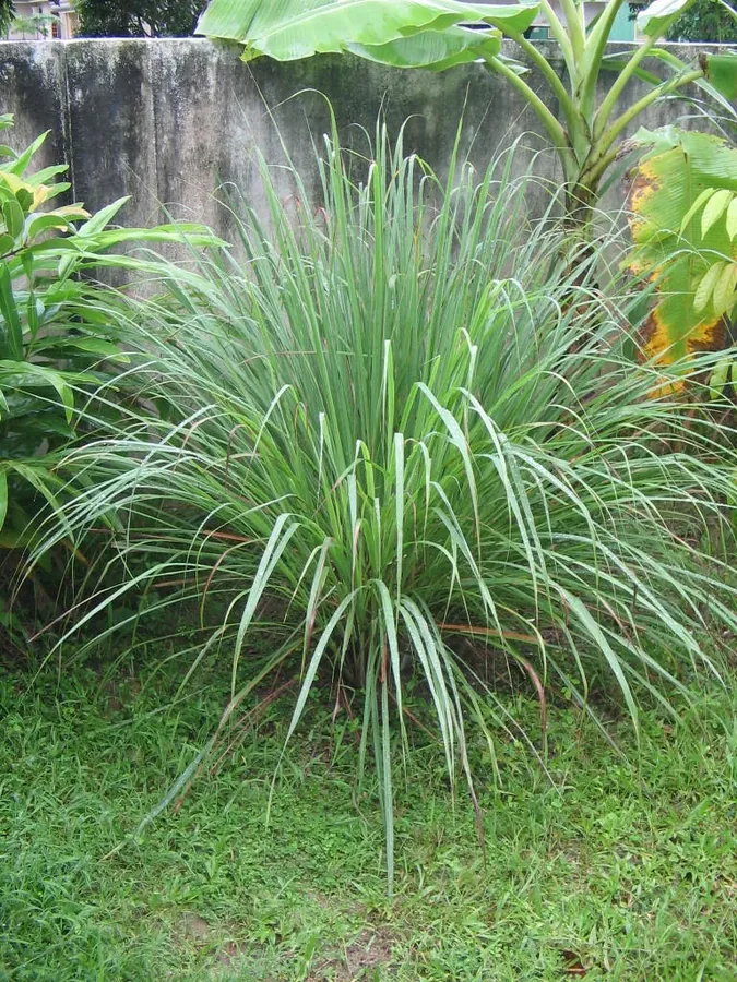 Ficha botánica de Té de limón (Cymbopogon citratus)