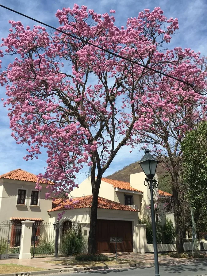 Ficha botánica de Lapacho (Handroanthus heptaphyllus)