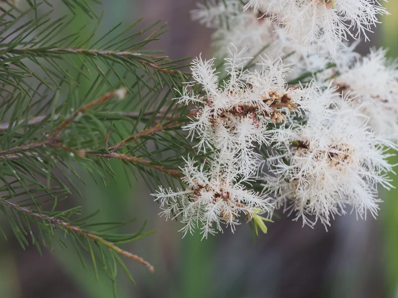 Cultivo y cuidados botánicos de Árbol de té