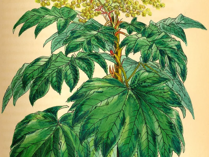 Cultivo y cuidados botánicos de Planta de papel
