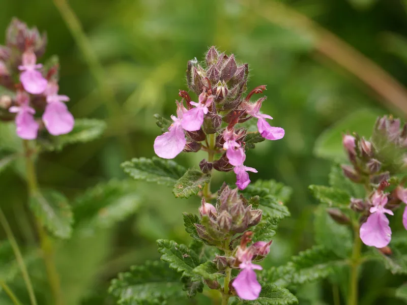 Ficha botánica de Germandrina (Teucrium chamaedrys)