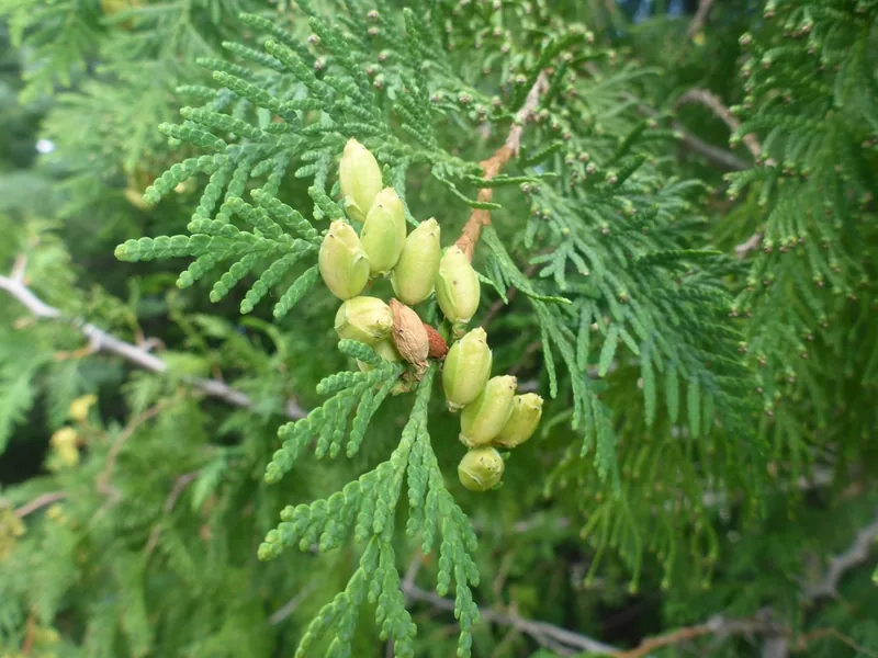 Cultivo y cuidados botánicos de Tuya occidental