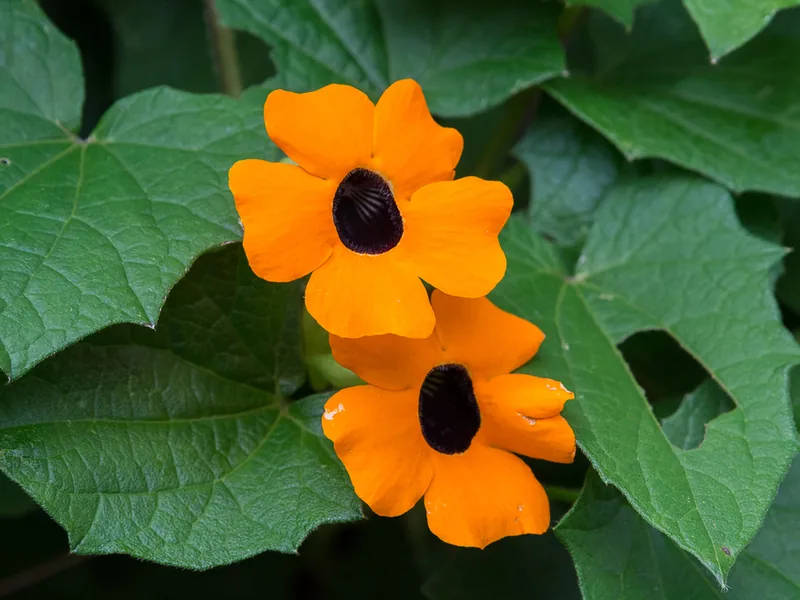Cultivo y cuidados botánicos de Ojo de poeta