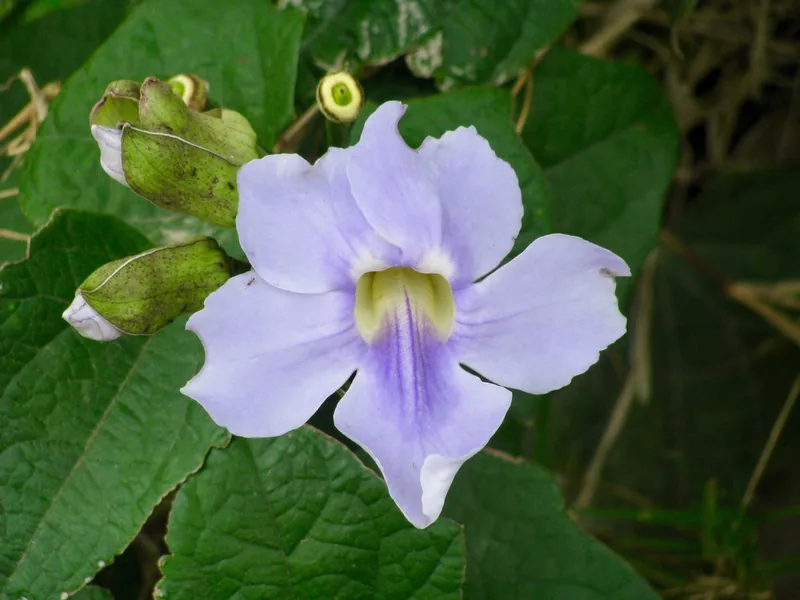 Cultivo y cuidados botánicos de Tumbergia azul