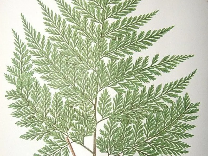 Ficha botánica de Helecho de Juan Fernández (Thyrsopteris elegans)