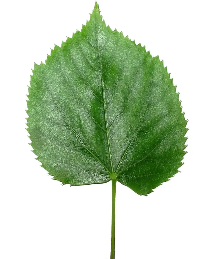 Ficha botánica de Tilo (Tilia platyphyllos)