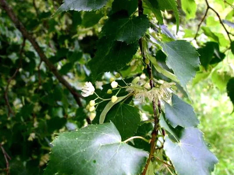 Ficha botánica de Tilo de hoja pequeña (Tilia cordata)
