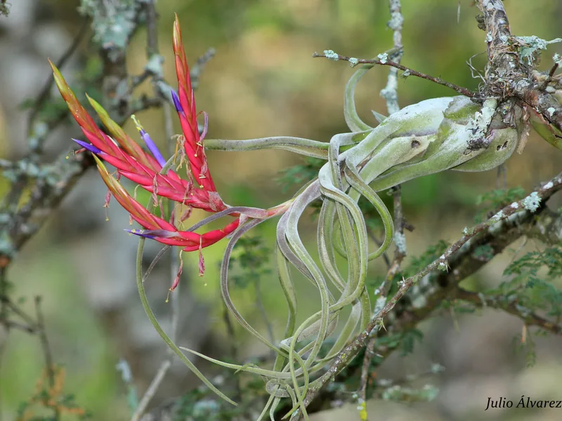 Cultivo y cuidados botánicos de Planta pulpo o Cabeza de Medusa