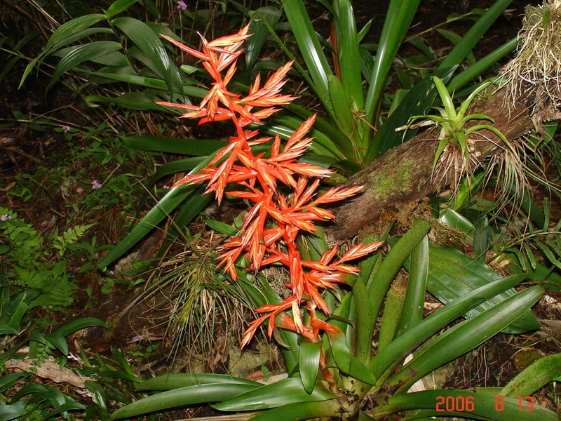 Cultivo y cuidados botánicos de Pluma rosa