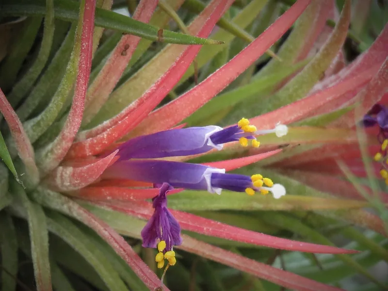 Cultivo y cuidados botánicos de Planta de aire