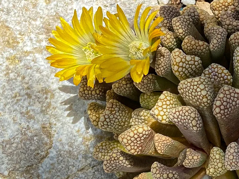 Cultivo y cuidados botánicos de Titanopsis