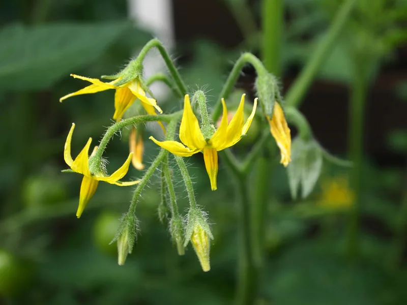 Ficha botánica de Tomate (Solanum lycopersicum)