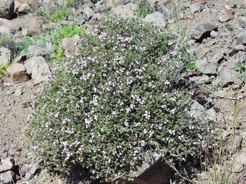 Cultivo y cuidados botánicos de Tomillo