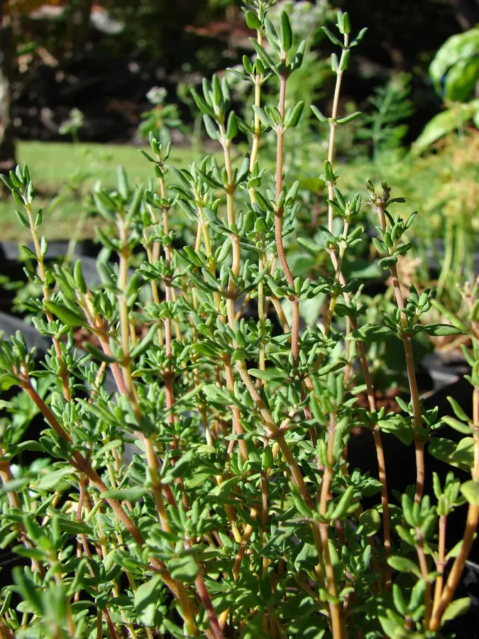Cultivo y cuidados botánicos de Tomillo Comun