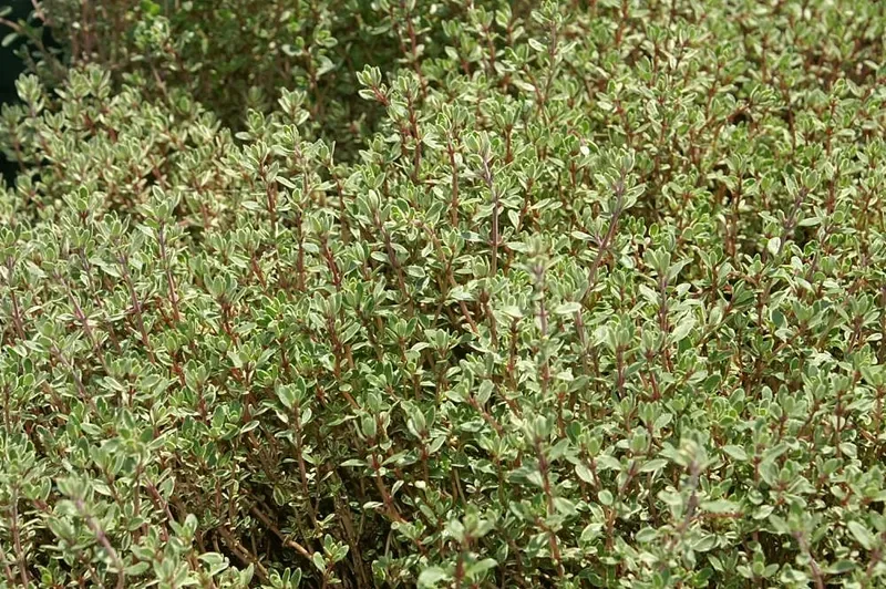 Cultivo y cuidados botánicos de Tomillo Limon Variegado