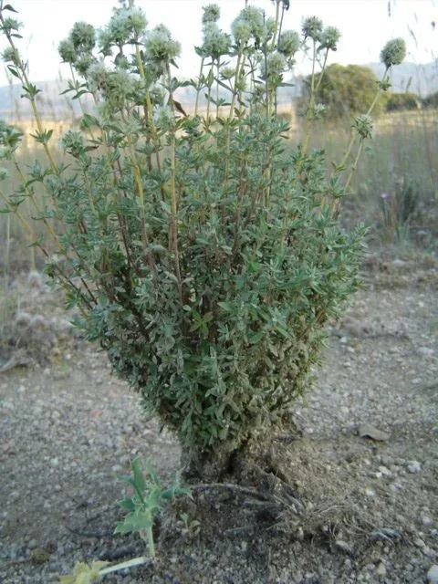 Cultivo y cuidados botánicos de Tomillo Salsero