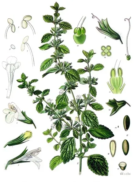 Cultivo y cuidados botánicos de Melisa