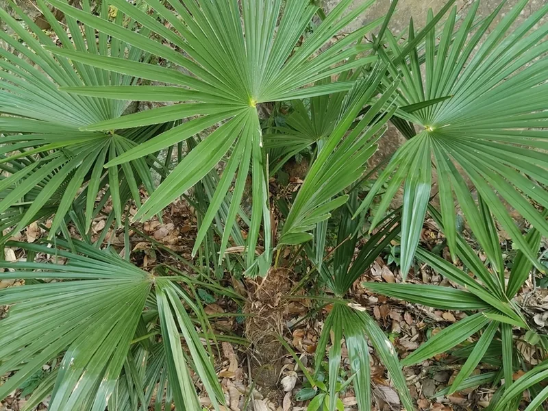Cultivo y cuidados botánicos de Trachycarpus Fortunei