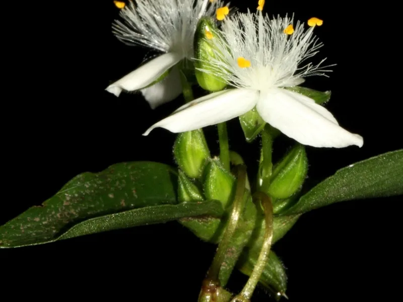 Cultivo y cuidados botánicos de Tradescantia