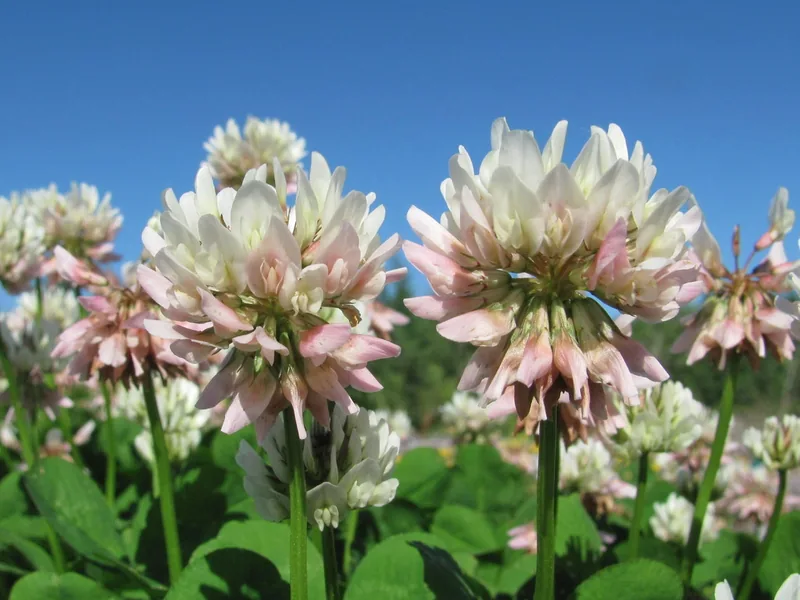 Ficha botánica de Trébol blanco (Trifolium repens)