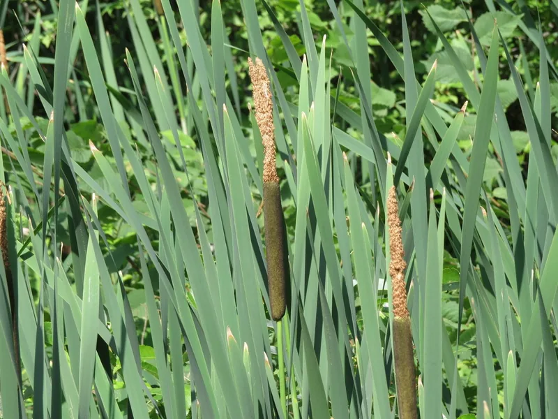 Cultivo y cuidados botánicos de Espadaña o Totora
