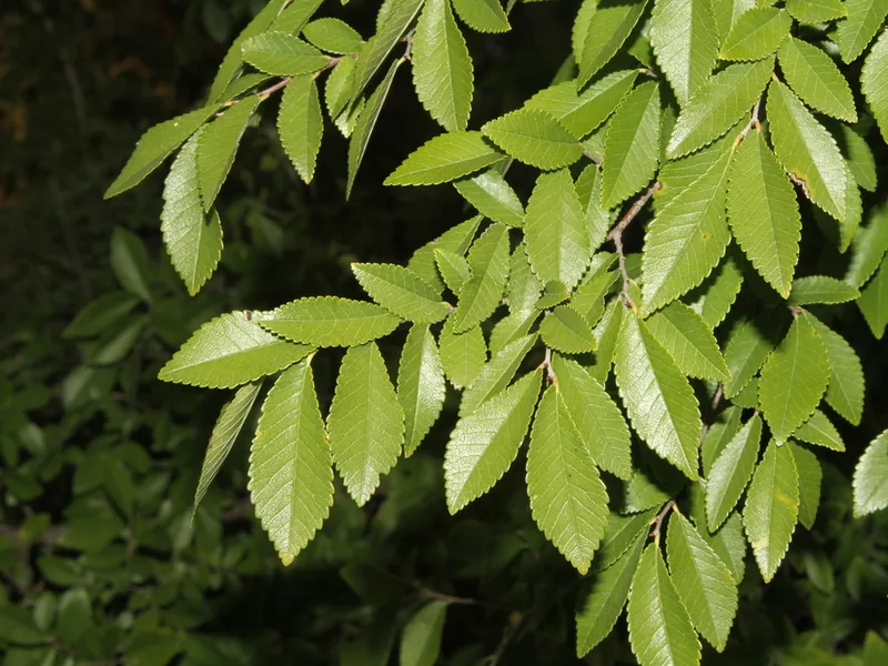 Cultivo y cuidados botánicos de Olmo Chino