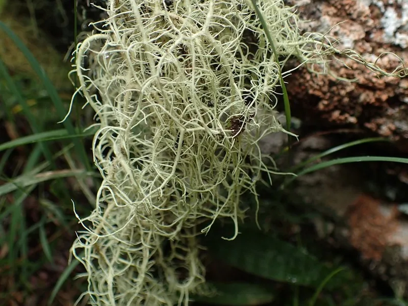 Ficha botánica de Barba de viejo (Usnea barbata)