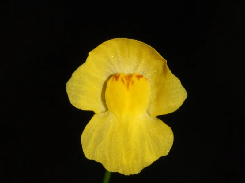 Cultivo y cuidados botánicos de Utricularia gibba