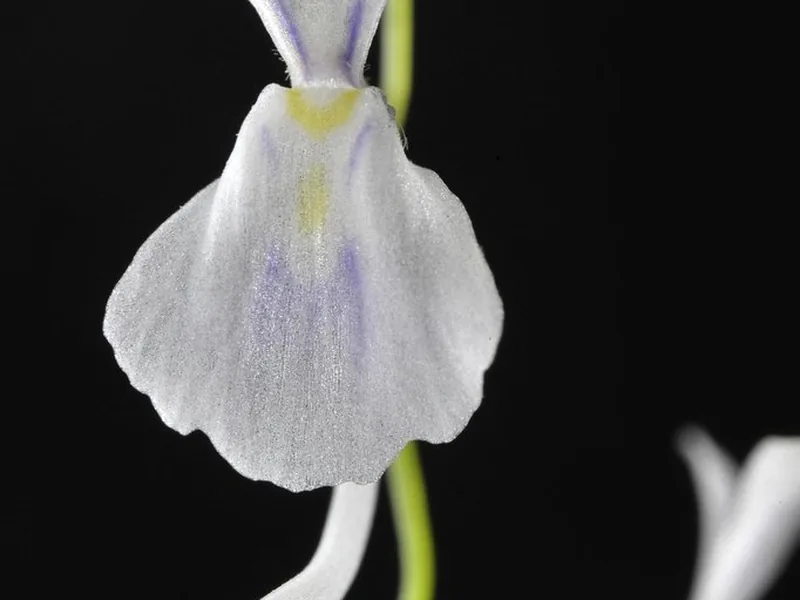 Cultivo y cuidados botánicos de Flor de Conejo