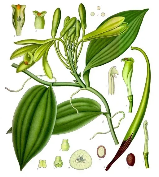 Cultivo y cuidados botánicos de Vainilla verdadera