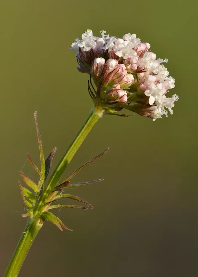 Ficha botánica de Valeriana (Valeriana officinalis)