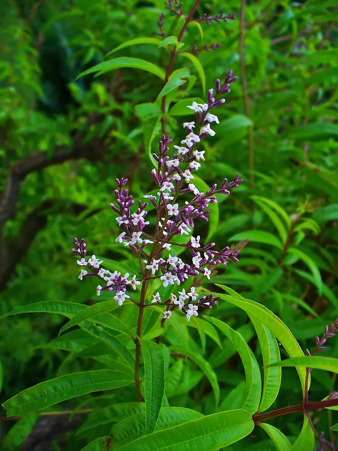 Ficha botánica de Verbena limón (Aloysia citrodora)