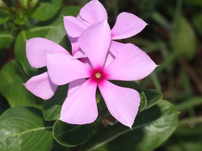 Ficha botánica de Vinca (Catharanthus roseus)