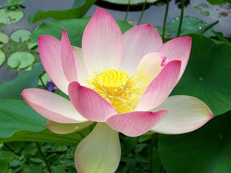 Cultivo y cuidados botánicos de Loto Vishnu