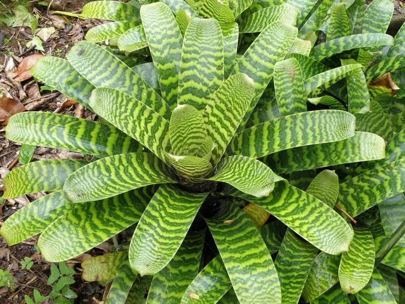Cultivo y cuidados botánicos de Vriesea jeroglífica