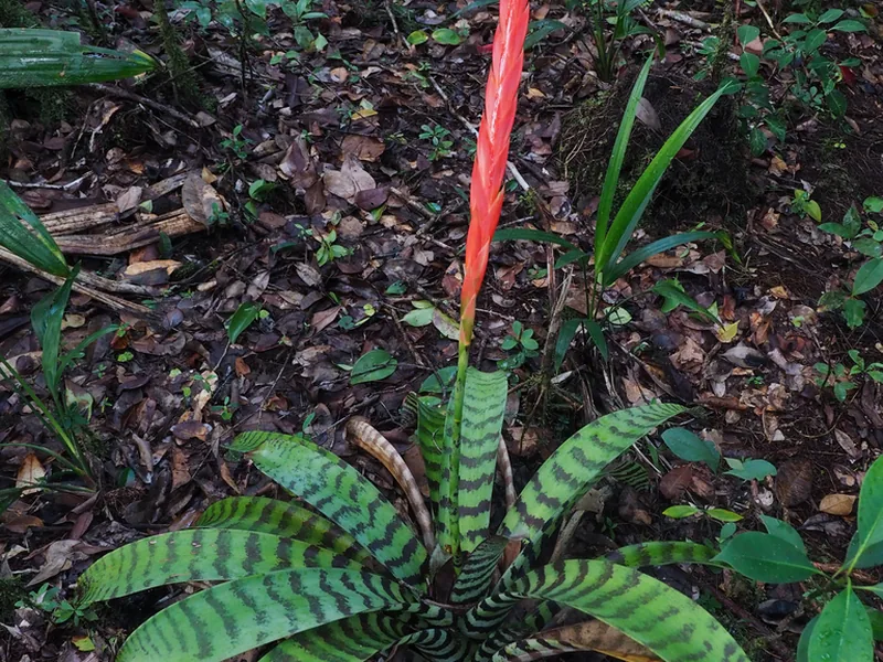 Cultivo y cuidados botánicos de Bromelia Espada de Fuego